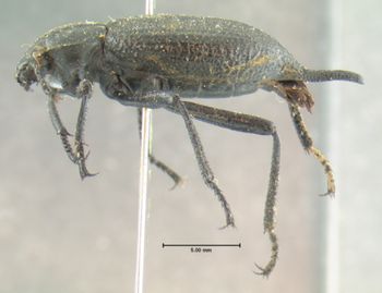 Media type: image;   Entomology 4578 Aspect: habitus lateral view